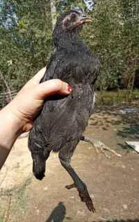 جوجه مرغ و خروس محلی اصیل