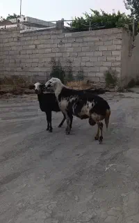 شیشک قوچ