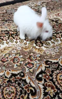 خرگوش