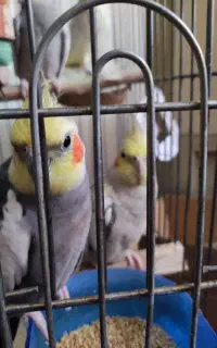 عروس هلندی جوجه و مولد
