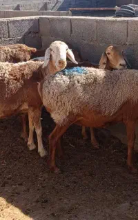 ۴راس میش چینی دندون شاد سالم صدفی
