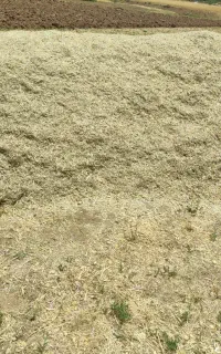 یونجه کفته شده.کاه سبزه.خلواری هشت تومن
