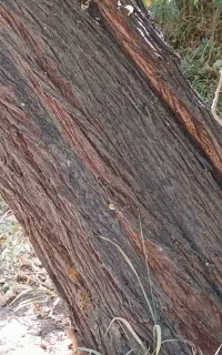 هیزم شومینه(کنده)