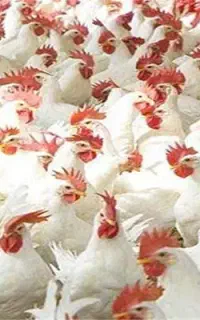 مرغ و خروس فروشی