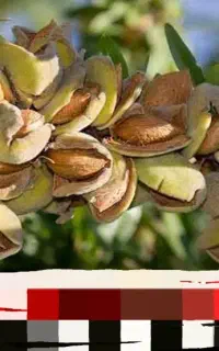 بادام نیمه سنگی درجه یک با طعم بی نظیر  به شرط