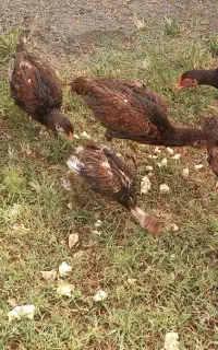 لاری نیمچه