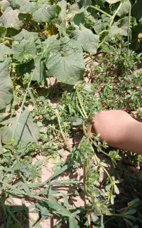 خرفه خشک کیلو ۶۰ ترشی خرفه کیلو ۱۰۰