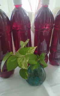 شربت آلبالو