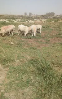 گوسفند مری ارک
