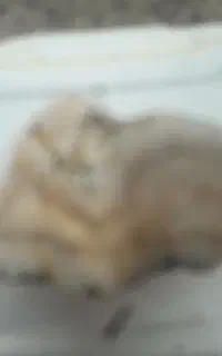 سنگ خام انواع عقیق وغیره