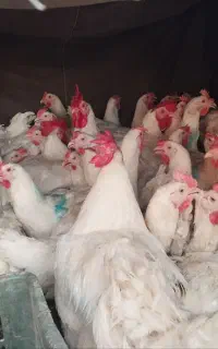مرغ مادرهرکدوم 3تا 4کیلویی هس قیمت مناسب