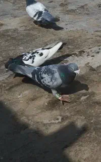 کفتر