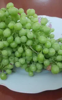 هاله کشمش غوره