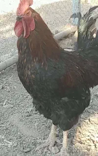 خروس