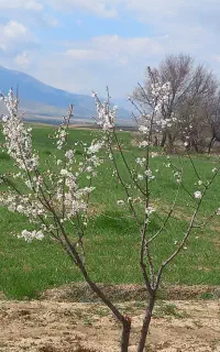 کاه