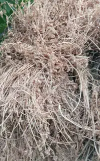 یونجه