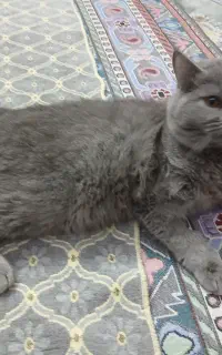 گربه اسکاتیش
