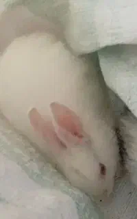 بچه‌خرگوش‌نر