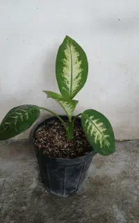 گل دیفن باخیا