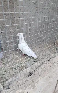 کبوتر