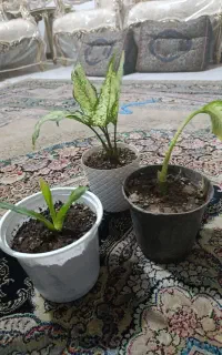 گل وگلدون