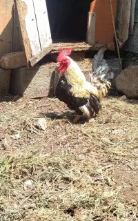 خروس جاپینز