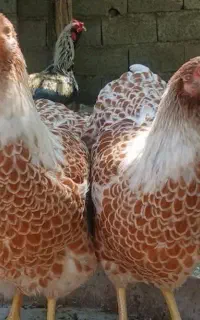 تُخم مرغ ویِندوت