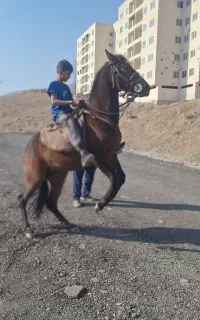 اسب