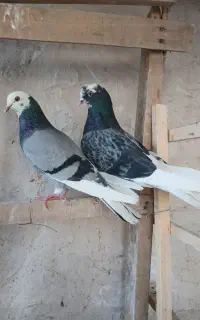 دو جفت مایع کفتر عطیقه