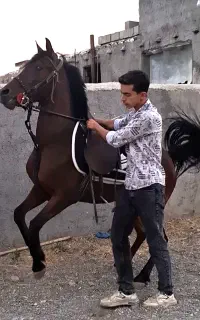مادیان