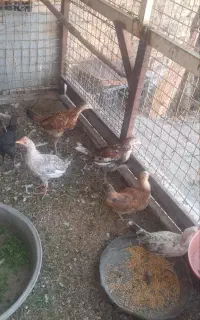 جوجه بومی
