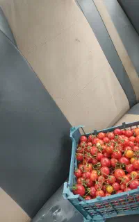 گوجه ریز اصلی ترش به شرط آبدار بودن