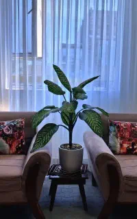 مبل