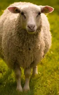 سلاخی گوسفند سیار