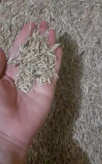 فروش ۳ کیسه جو محلی درجه یک کیلویی ۶۲