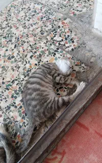 گربه گمشده نر سه ماهه