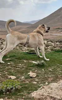 سرابی