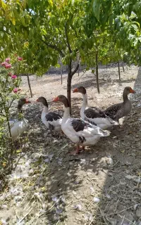 غاز محلی