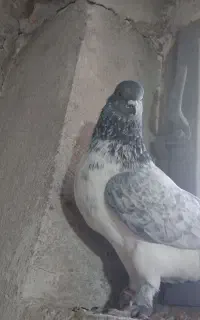 کفتر تهرانی