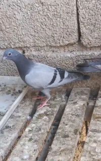 جوجه پلاکی