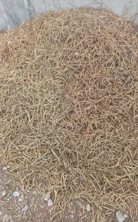 کوسک کهور