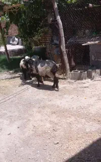 میش گیس چاق بز