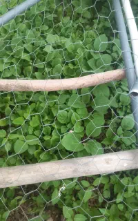 فروش پته گرجه بادنجون فلفل فیروزاباد روستای دهبرم