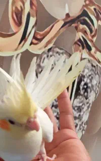 عروس هلندی