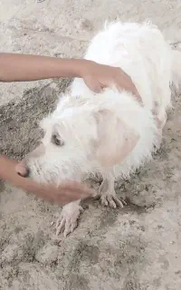 بندرلنگه سگ پاکوتاه کاملا سالم