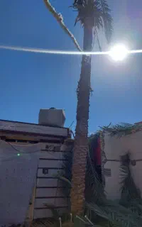 قطع نخل هرس تمیز بریدن ریشه سم پاشی درخت منزل