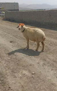 قوچ داشتی جوان