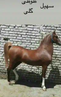 مادیان کرد کره سهیل حیدر