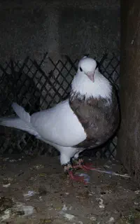 سه تا طوقی