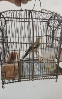 سهره نر جوجه کال و سهره قناری نر